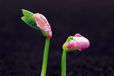 Seed Strength: Sprout Leaves Wallpapers 13 － Plant Wallpapers ...