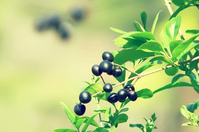 Flower By Seed Image