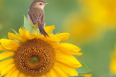 Wallpaper: Flowers, Sunflowers, Bird, Yellow, Bokeh, Macro, Nature ...