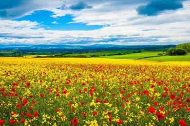 1920x1080 Poppy & Rape Seed Field Desktop PC And Mac Wallpapers