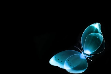 Butterfly Glefia.com Wallpapers