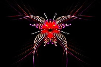 Butterfly Computer Wallpapers, Desktop Backgrounds