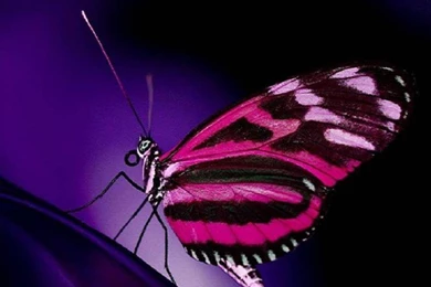 25 Colorful Butterfly Wallpapers