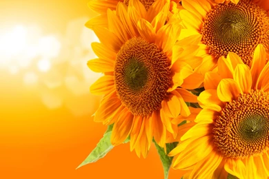 Sunflower Orange Backgrounds Light Wide HD Wallpapers   OmWallpapers