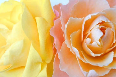 Desktop Wallpapers » Flowers Backgrounds » Light Orange And Yellow ...