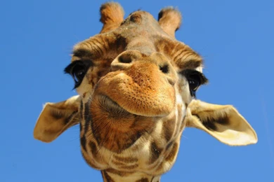 15 Funny Giraffe Computer Backgrounds High Quality Free Animal ...