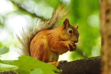 Squirrel HD Photos