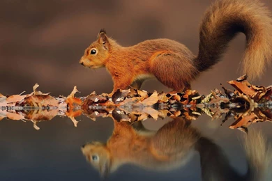 Cute Squirrel Wallpapers Material