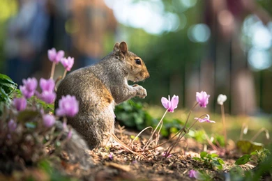 Cute Squirrel Free Backgrounds HD Wallpapers