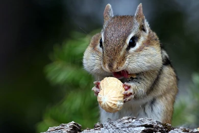 Cute Rodents Squirrels Photography Wallpapers 5 － Animal ...