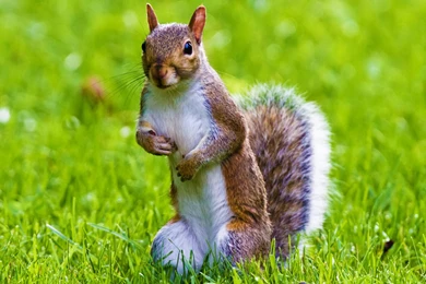 Cute Squirrel HD Desktop Wallpapers : Fullscreen : Mobile
