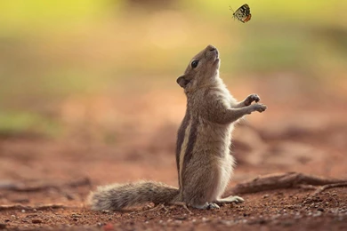 Squirrel Wallpapers >> Backgrounds With Quality HD