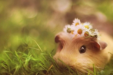 Squirrel HD Wallpaper 7.jpg