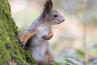 CUTE SQUIRREL WALLPAPER   (