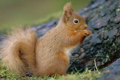 Cute Small Red Squirrel 1800x1673px
