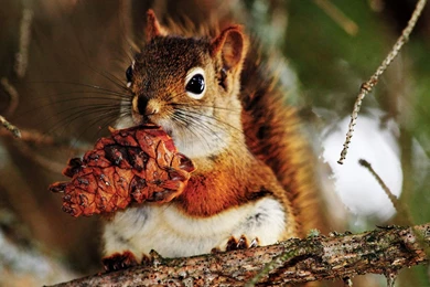 Cute Little Squirrel HD Wallpapers 11 － Animal Wallpapers   Free ...