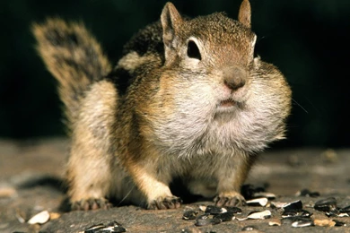 Funny Squirrel 1280x1024px