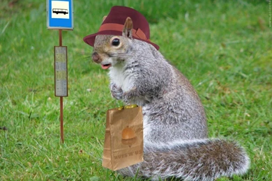 Amazingly Cute Squirrel Wallpapers Garden Squirrel Handbag ...