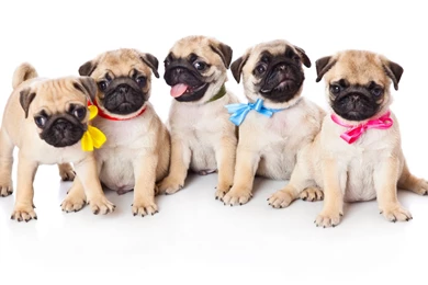 Puppy Beautiful Dog Images Download Free – Fine HD Wallpapaper RR