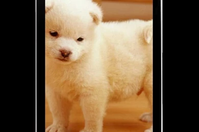 Cute Puppy Wallpapers HD Download   Cute Puppy Wallpapers HD 1.01 ...