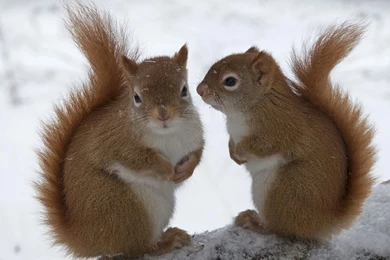 Cool Cute Cute Squirrel – Animals Squirrels HD Desktop Wallpapers