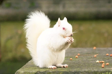 White Squirrel Pictures