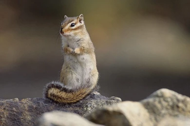 1920x1080 ► Cute Squirrel Wallpapers