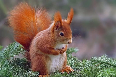 Squirrels: Cute Red Squirrel Animal Best Wallpapers For HD 16:9 ...