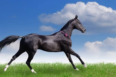 AT&T Park Coloring Pages   Coloring Panda