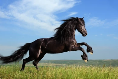 Kahve Falında At Görmek