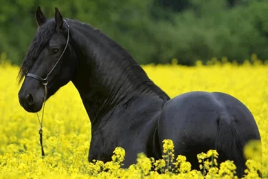 Kara At Nedir? Kara At Ne Demek