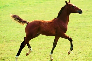 At Resmı Pictures Free Download