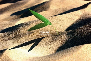 Top Toshiba Wallpapers Virus Wallpapers