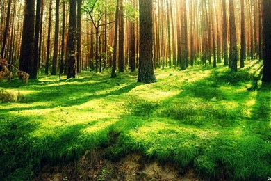 Nature Desktop Wallpapers