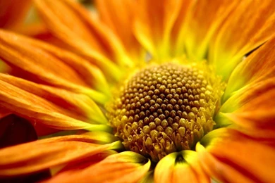 Nature Flowers Hd Desktop