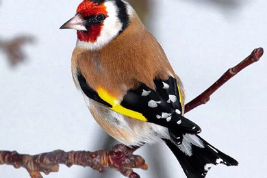 Nature Birds Wallpapers