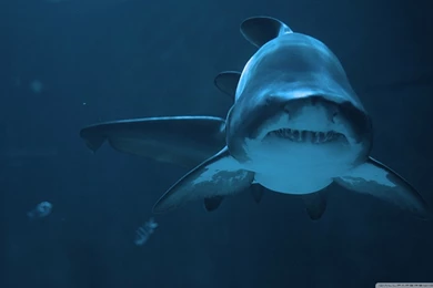 Fierce Shark HD Desktop Wallpapers : Widescreen : High Definition ...