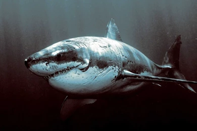 Shark hd wallpapers   Magic4Walls.com