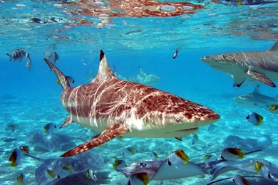 Shark Wallpapers Download Free Deadly White Sharks Hd Wallpapers ...