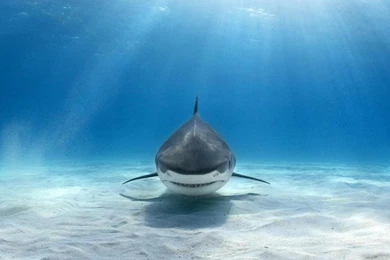 TIGER SHARK WALLPAPER   (