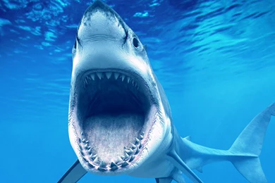Shark Killer Animal Hd Image
