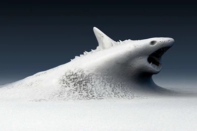 Snow Shark Wallpapers