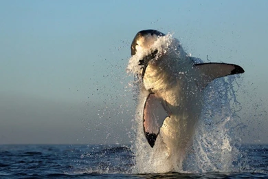 Pics, Facts, Funny Stuff About Animals & Nature Shark Jumping ...