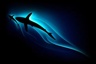 Shark Wallpapers Download Free Deadly White Sharks Hd Wallpapers ...