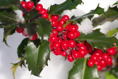 Holly Berries 1238744 Wallpapers   (