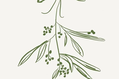 iPhone Wallpapers » Mistletoe // Abbie Kressner