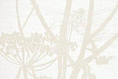 Cow Parsley Wallpapers White