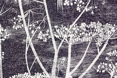 Cow Parsley Wallpapers By Cole & Son