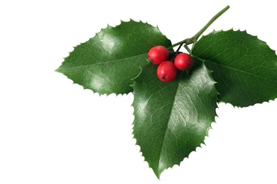 Christmas Green Leaf Mistletoe – Sky HD Wallpapers