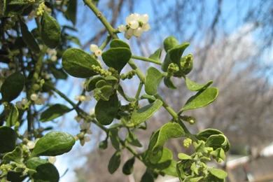 Kissing Under The Mistletoe   Eve Out Of The Garden